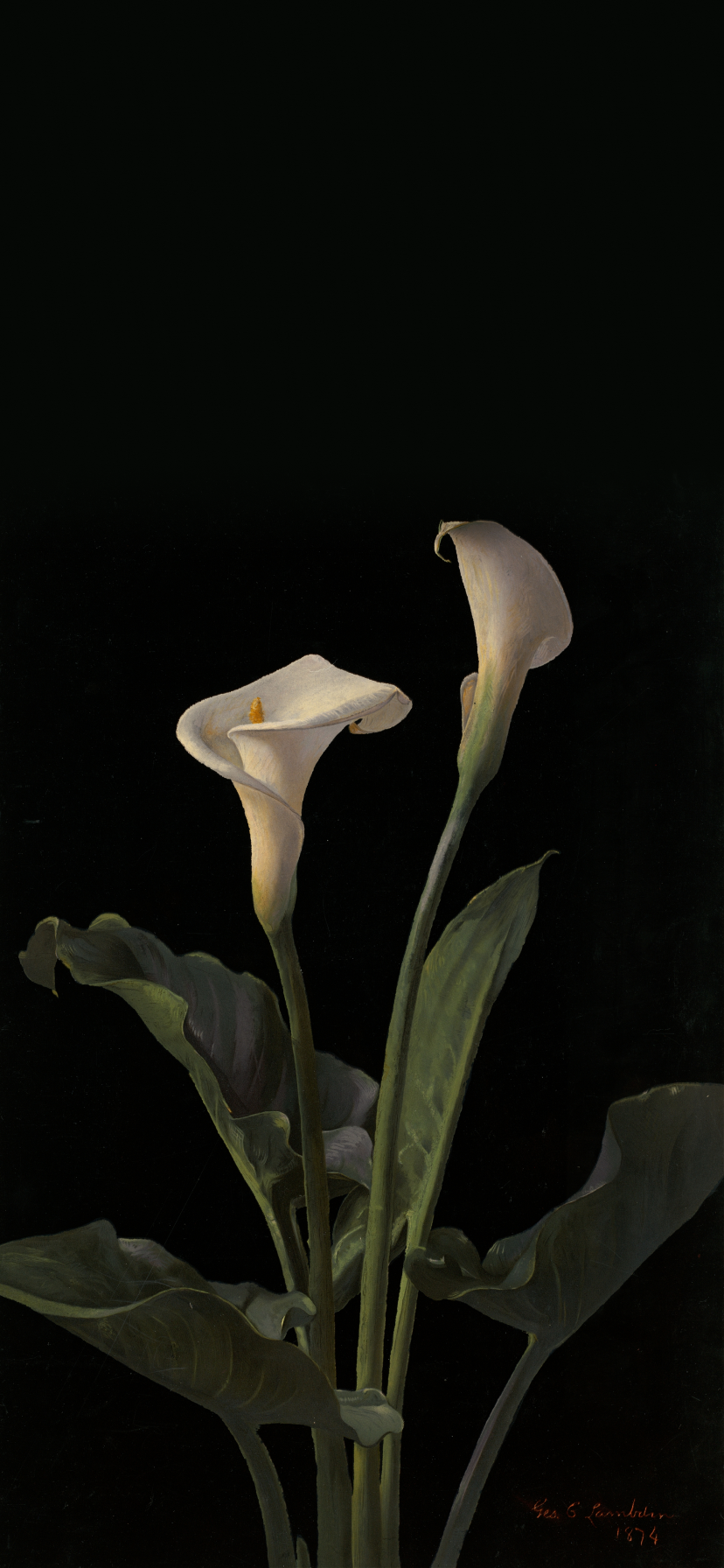 Calla Lilies by George Cochran Lambdin Wallpaper | Wallaland